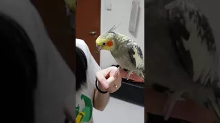 Female cockatiel whistling