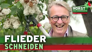 Wie und wann schneidet man eigentlich Flieder zurück? 3 einfache Tipps | Horst sein Schrebergarten