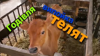 Телята  🐂🐂🐂  - годівля 🌾🌾/випойка🍼🍼🍼