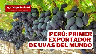 Perú: Primer exportador de uvas del mundo