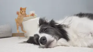 Rescued Tiny Kitten Is Soooo Obsessed With My Dog