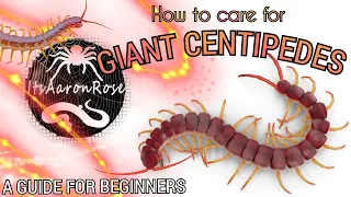 Giant Centipede Care Guide - The Basics
