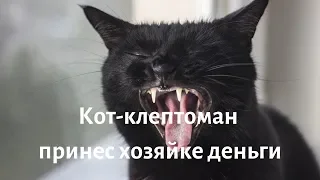 Кот клептоман принес хозяйке деньги