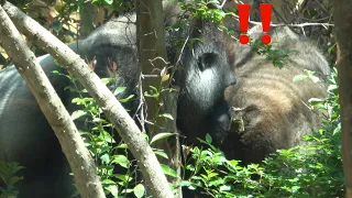 Momotaro checks Genki's buttocks for scent.【Kyoto Zoo, Gorilla,ゴリラ