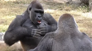 Gorillas Play Fight 1 Hour FYV