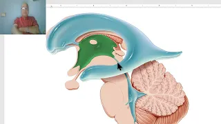 Anatomy of CNS Module in Arabic 2024 (Third ventricle), by Dr. Wahdan.