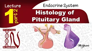 1b-Histology of pituitary gland part 2-Endocrine system