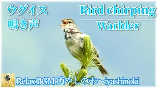 【鳥のさえずり】ウグイスの美しい鳴き声/Japanese Bush Warbler、Bird chirping.