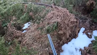 Hunting wild Boar.Fuko Lov. bilo je nadmudrivanja al uspio sam ga zaustavit Vepra 170 kg jedva