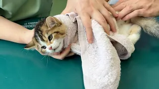 Kitten Nico is vaccinated at a veterinary clinic. He got a little out of control.