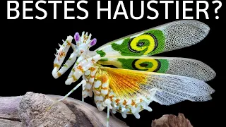 Gottesanbeterin als Haustier?