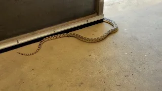 Shop Visitor