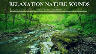 Forest Sounds, Birds Chirping, River Sounds to Sleep and Relax