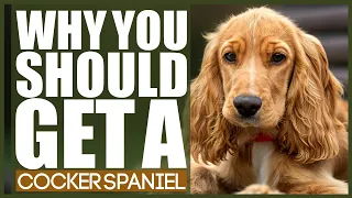 WHY YOU SHOULD GET A COCKER SPANIEL