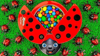 Magic Satisfying Video | Color LadyBug Full of Skittles Candy ASMR with Liquid Slime Cutting