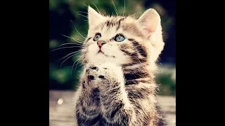 anti anxiety stress reliever cute kittens and cats with soothing music