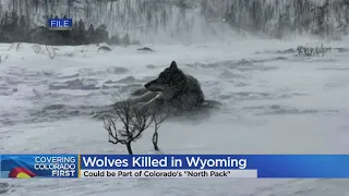 Wolves killed in Wyoming may have been part of Colorado pack