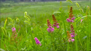 Flower Background Video Effects HD : Wildflower Field Flowers Nature | 4K Video