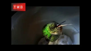 A Snoring Hummingbird | Cute Bird | TWC