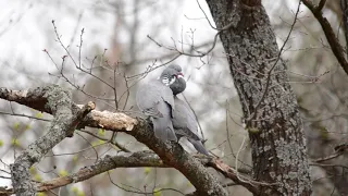 Вяхири весной. Воронежский заповедник