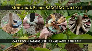 How to Break Sancang Stem (premna microphylla)