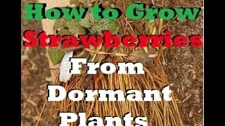 How To Plant and Grow Strawberry Plants - Complete Growing Guide