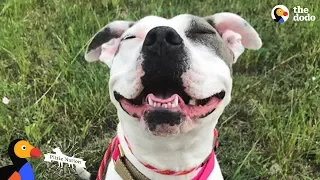 Mama Pit Bull Rescued by Family Who Drives Across The Country To Adopt Her | The Dodo Pittie Nation