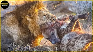 Lion Eats Hyena Alive & 45 Terrifying Moments Hyenas Become Prey