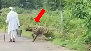 Hyena attacks a man | Hyena attacks a dog!!!