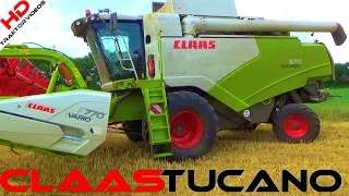 Claas Tucano 570 APS HYBRID | Vario 770 | Grain threshing