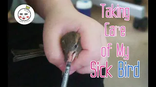 How To Take Care of A Sick Bird