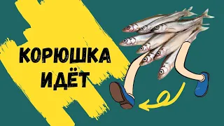 💦КОРЮШКА ИДЁТ 💦❗❕❗ покупаем ,жарим корюшку по топовому рецепту на двух сковородках и пробуем 👍❗❕❗