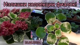 Предлагаю излишки своей коллекции фиалок! 23.08.2023г. Отправляю только ПОЧТОЙ и только по России.