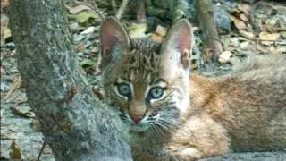 Bobcat Kittens "The Outside World"