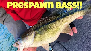 How to Catch Prespawn Magnums on Lake Lanier!