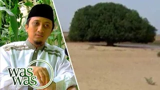 Kisah Pohon Sahabat Nabi Muhammad SAW - WasWas 08 Juni 2016