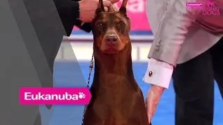 Eukanuba World Challenge Final - Part 2