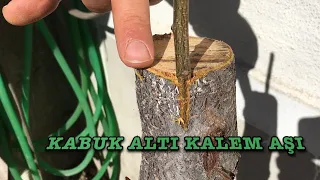 EN KOLAY ŞEKİLDE KABUK ALTI KALEM AŞI UYGULAMASI