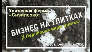 Самая дорогая икра в мире - икра улиток. Переборка ИКРЫ УЛИТОК на ферме в Беларуси. Икра ЖЕМЧУГ.