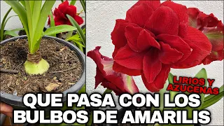 QUE PASA CON LAS PLANTAS DE AMARILIS, LIRIOS O AZUCENAS DESPUÉS DE TRASPLANTAR (amaryllis)