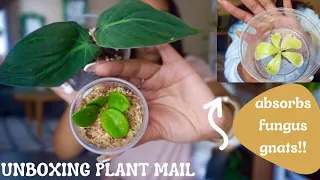 Unboxing Plant Mail + A LECA Transfer