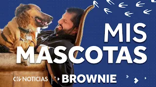 MIS MASCOTAS | #1: La historia de BROWNIE, el perro del presidente Gabriel Boric - CHV NOTICIAS