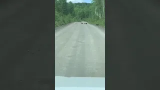 Кабаны вышли на дорогу Джуен-Эльбан