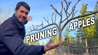 How to Prune Apple Trees | Tips for Pruning Espaliered Apple Trees