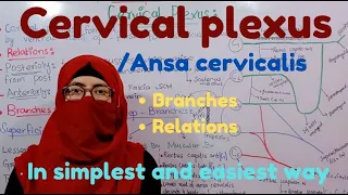 Cervical plexus | relations | branches | ansa Cervicalis | head and neck | ayesha medical education