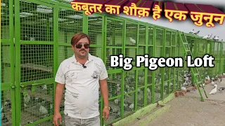 कबूतर का शौक़ है एक जुनून ! Big Pigeon Loft ! Jaipur Tonk Pigeons