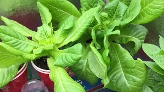 How to Grow Lettuce Indoors and Harvest Many Times