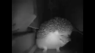 The hedgehog sneezed but got the beat