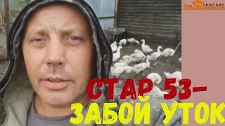 Как определить время забоя уток. Забой и разделка уток Стар 53. "Мое Подворье"