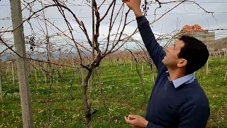 La taille de la vigne conduite en pergola